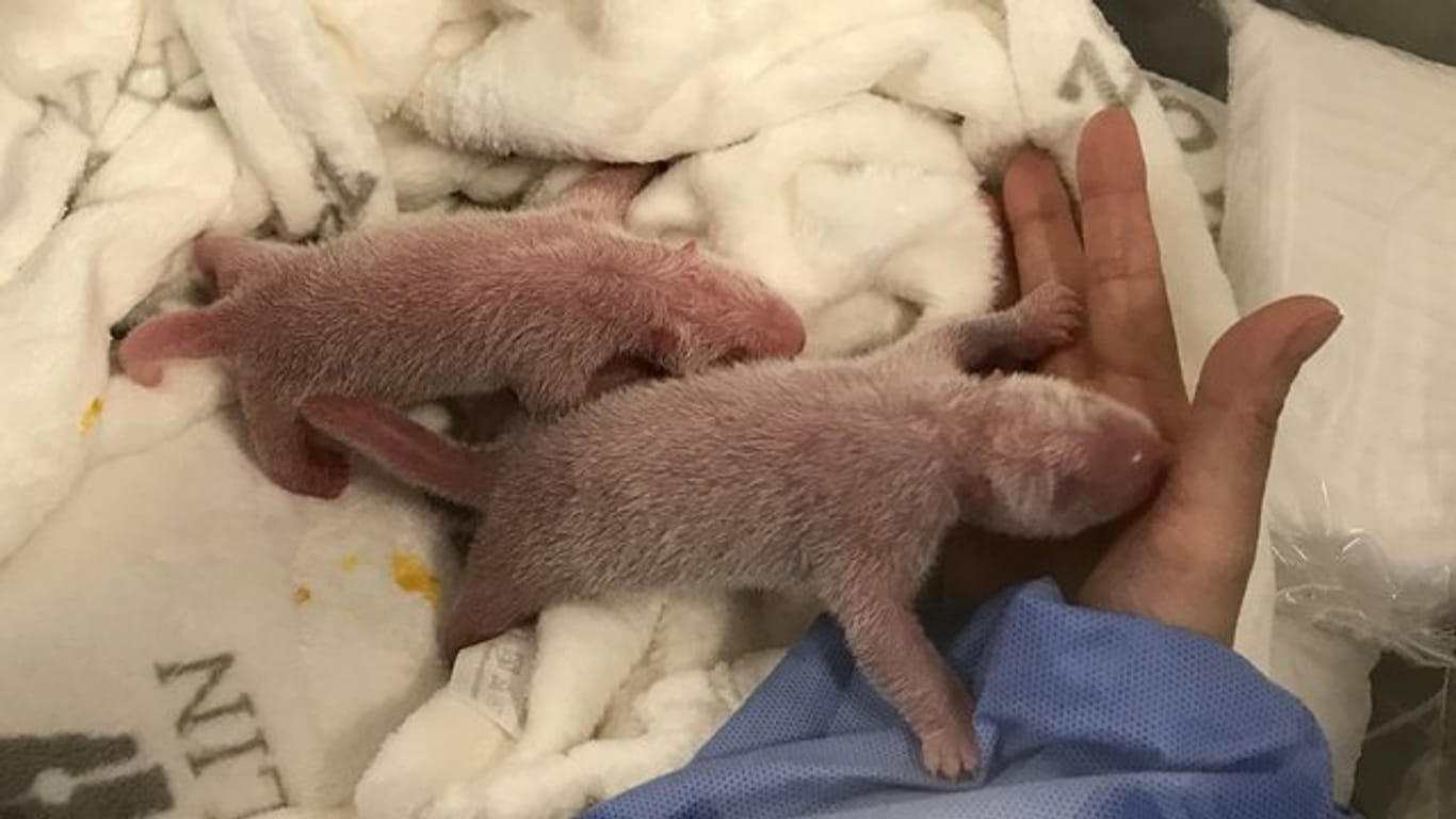 Noch winzig klein: die neugeborenen Panda-Zwillinge.