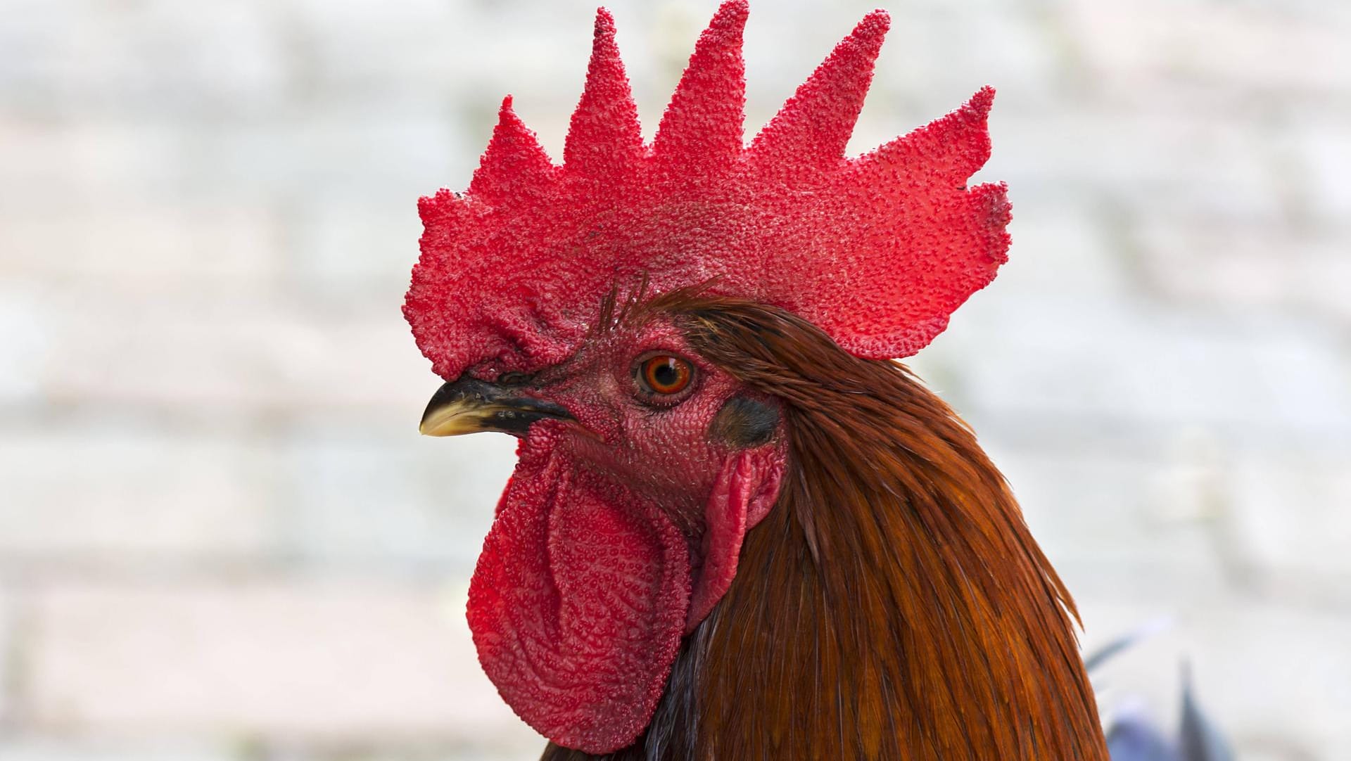 Ein Hahn: In Australien erlag eine 76-Jährige ihren Verletzungen, nachdem ein Hahn ihr linkes Bein attackiert hatte. (Symbolbild)