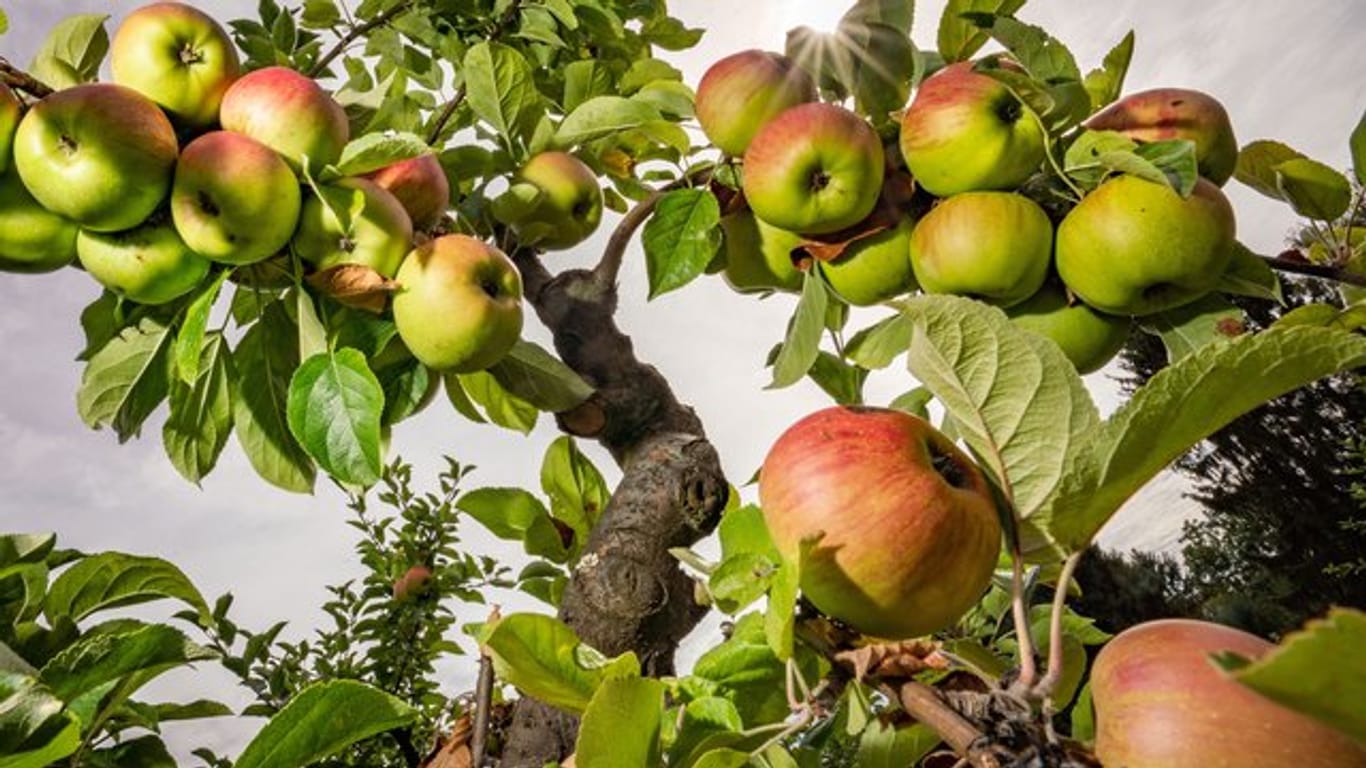 Agrarexperten rechnen in diesem Jahr mit einer geringeren Apfelernte.