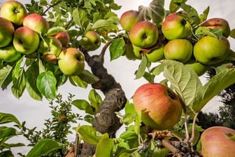 Agrarexperten rechnen in diesem Jahr mit einer geringeren Apfelernte.