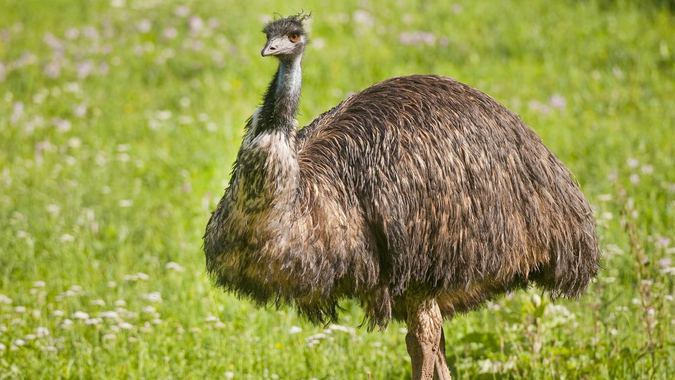 Ein Emu auf einer Wiese: Die Laufvögel kommen aus Australien, in Deutschland kann man sie nur in Zoos und Tiergehegen antreffen. (Symbolbild)