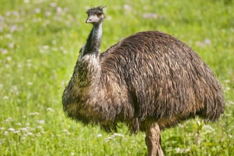 Ein Emu auf einer Wiese: Die Laufvögel kommen aus Australien, in Deutschland kann man sie nur in Zoos und Tiergehegen antreffen. (Symbolbild)