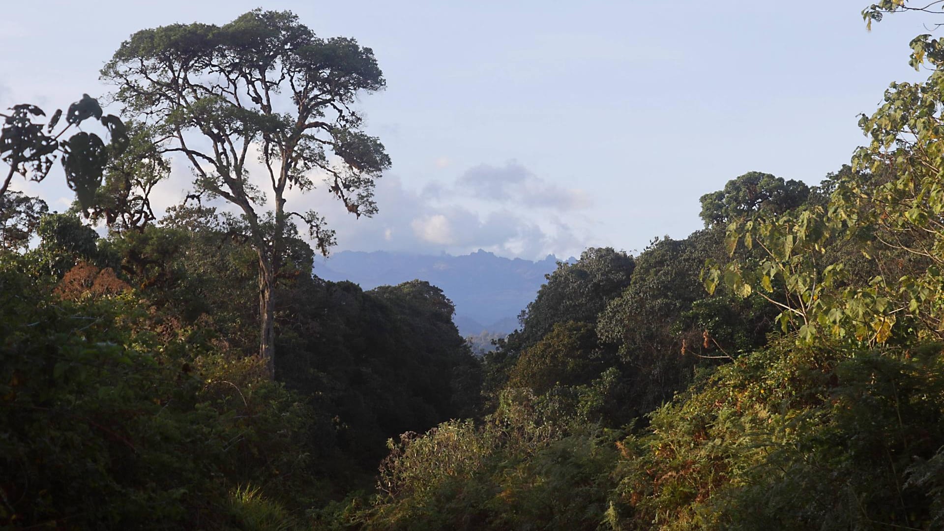 Landschaft in Kenia: Schluchten und Täler in dem Nationalpark können sich bei ergiebigen Regenfällen nach längerer Trockenheit in reißende Ströme verwandeln.(Symbolbild)