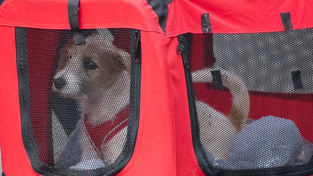 Ein kleiner Hund auf dem Weg in sein neues Zuhause.