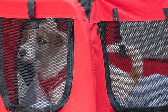 Ein kleiner Hund auf dem Weg in sein neues Zuhause.