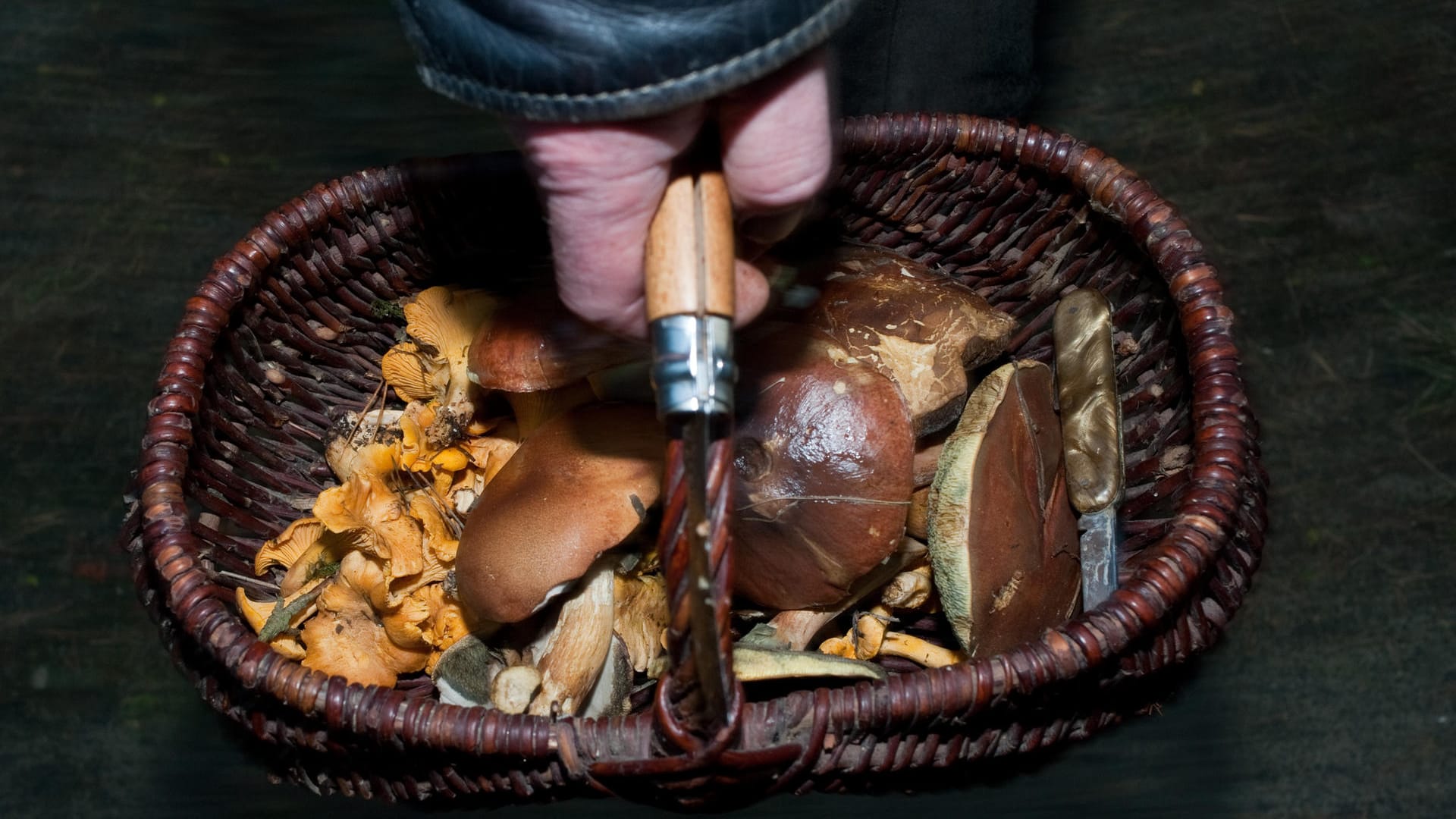 Ein Korb voller Pilze: Auf Pilz-Apps kann man sich nicht immer verlassen (Symbolbild). Ein Korb voller Pilze: Auf Pilz-Apps kann man sich nicht immer verlassen (Symbolbild).