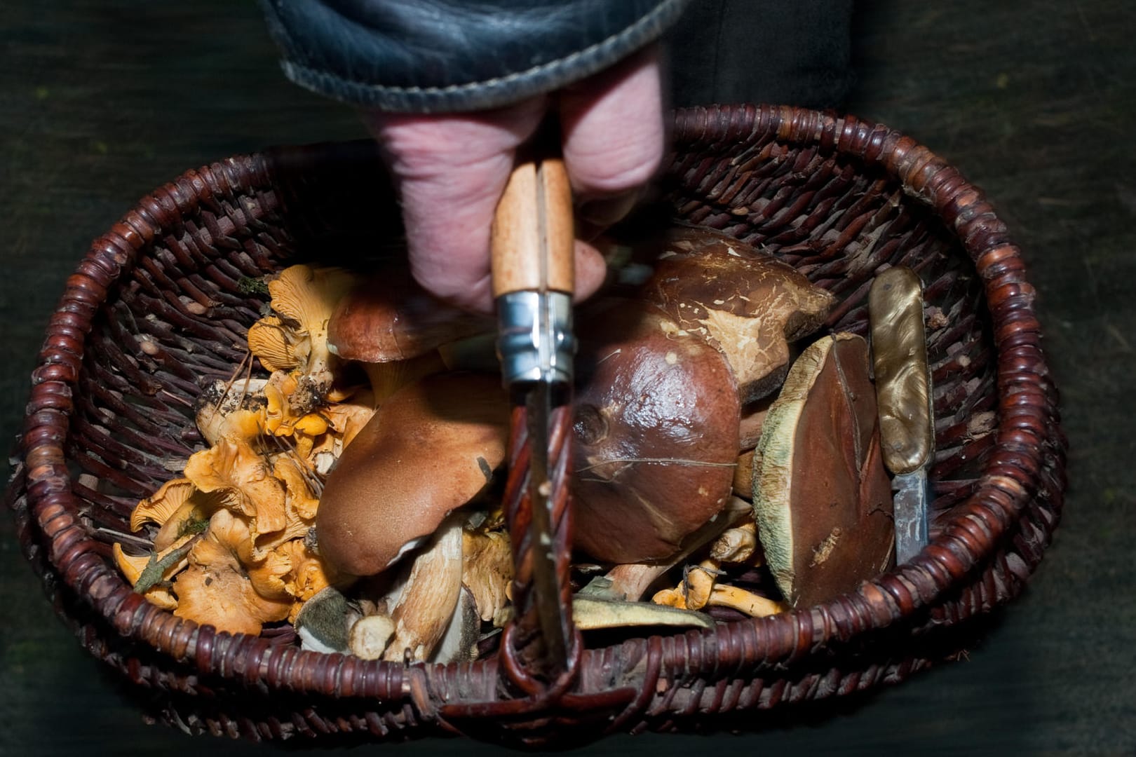 Ein Korb voller Pilze: Auf Pilz-Apps kann man sich nicht immer verlassen (Symbolbild).