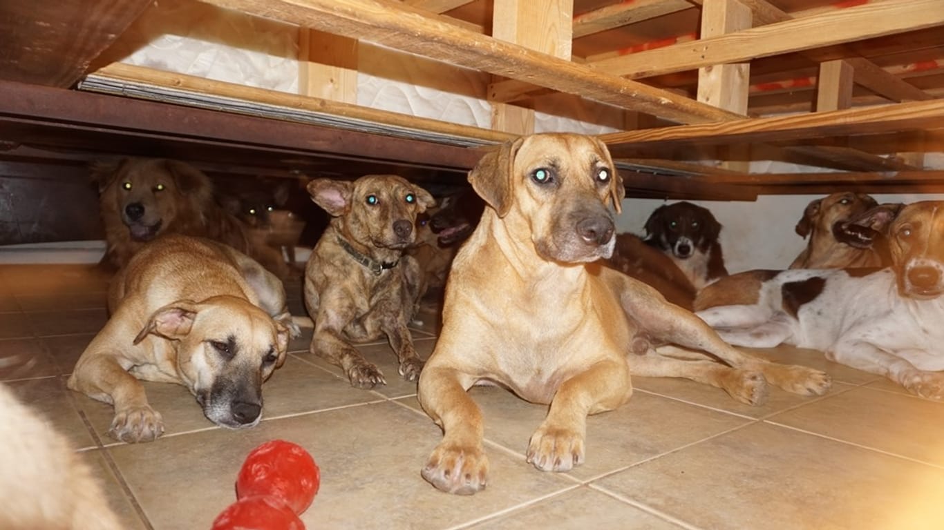 Chella Phillips von den Bahamas hat 97 Straßenhunde aufgenommen, um sie vor Hurrikan "Dorian" zu retten.