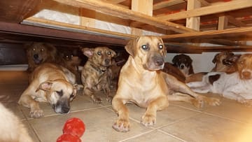 Chella Phillips von den Bahamas hat 97 Straßenhunde aufgenommen, um sie vor Hurrikan "Dorian" zu retten.