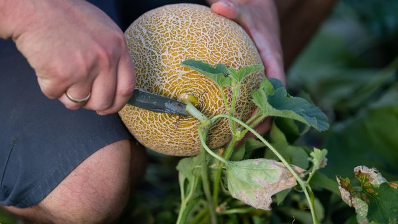 Melonen gehören zu den Kürbisgewächsen und können generell in unserem Klima angebaut werden.