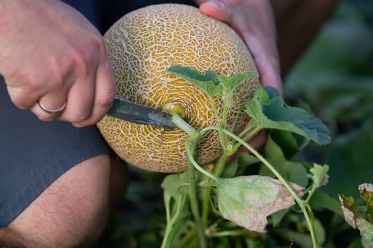 Melonen gehören zu den Kürbisgewächsen und können generell in unserem Klima angebaut werden.