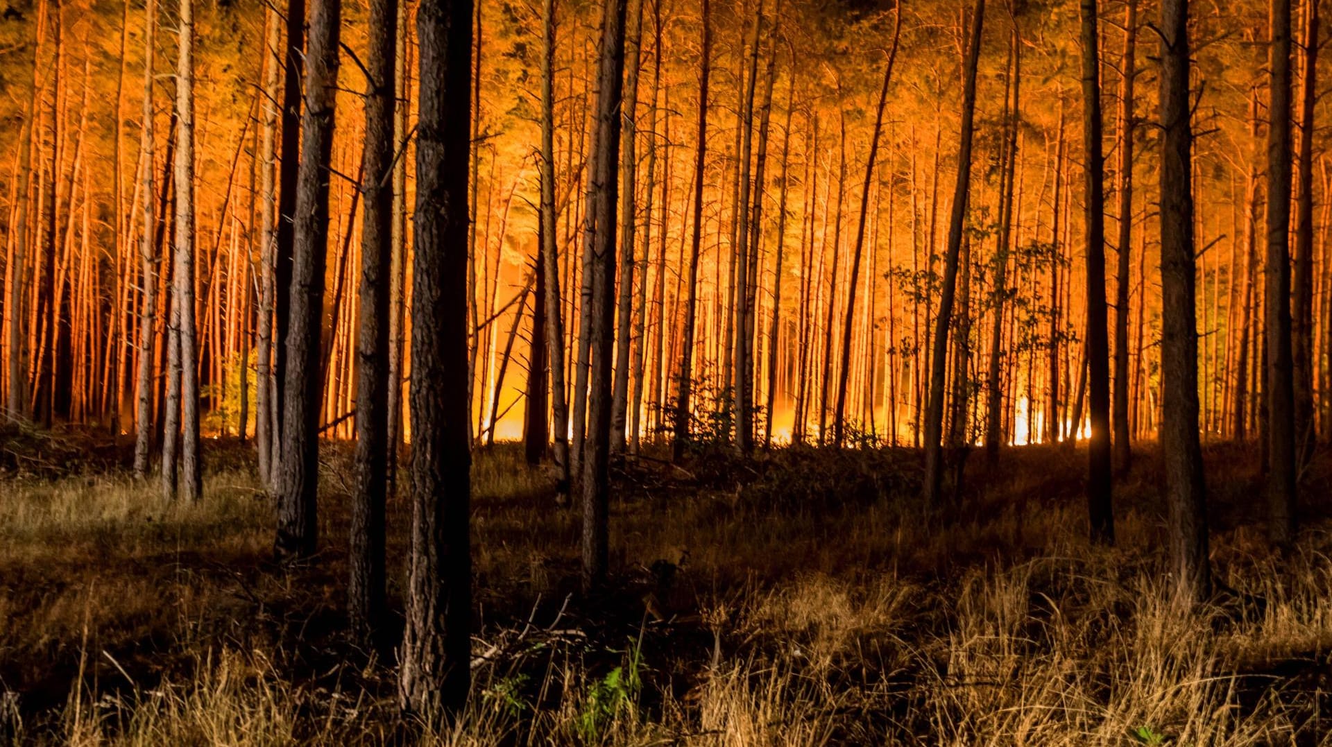 Großbrand in einem Wald in Brandenburg (Symbolbild): Schafft es die große Koalition, einen effektiven Klimaschutz zu beschließen?