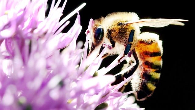 Das Agrar-Paket der Regierung beinhaltet Regelungen für den Schutz von Nutztieren und Insekten vor allem in der Landwirtschaft.