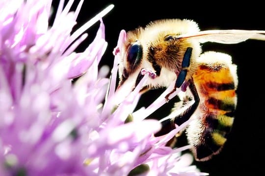 Das Agrar-Paket der Regierung beinhaltet Regelungen für den Schutz von Nutztieren und Insekten vor allem in der Landwirtschaft.