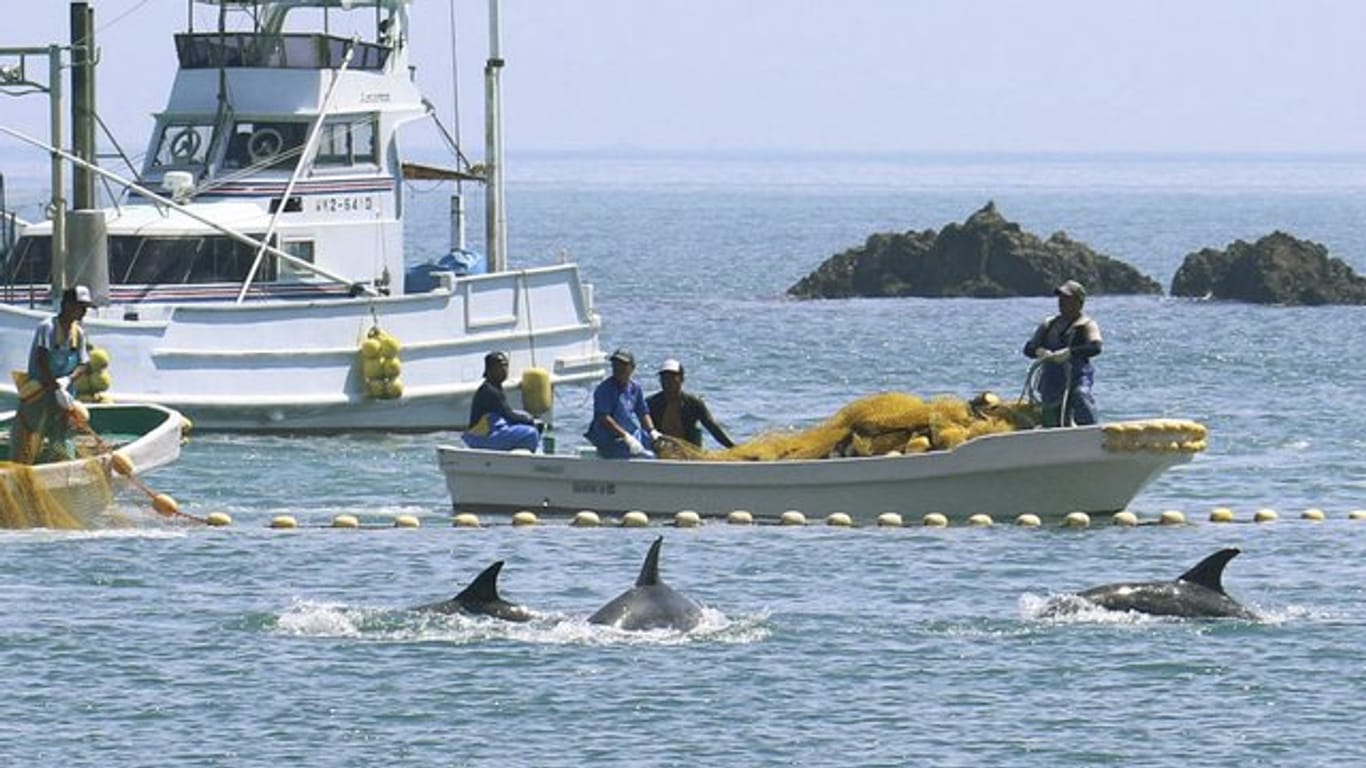 Fischer treiben kleine Wale in eine Bucht vor der Westküste Japans.