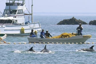 Fischer treiben kleine Wale in eine Bucht vor der Westküste Japans.