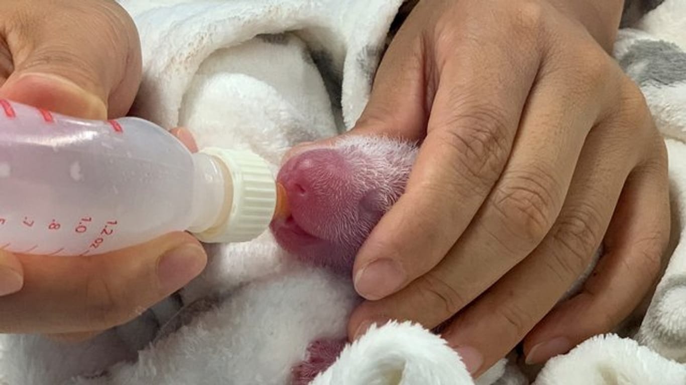Ein Panda-Baby bekommt abgepumpte Milch von seiner Mutter per Fläschchen.