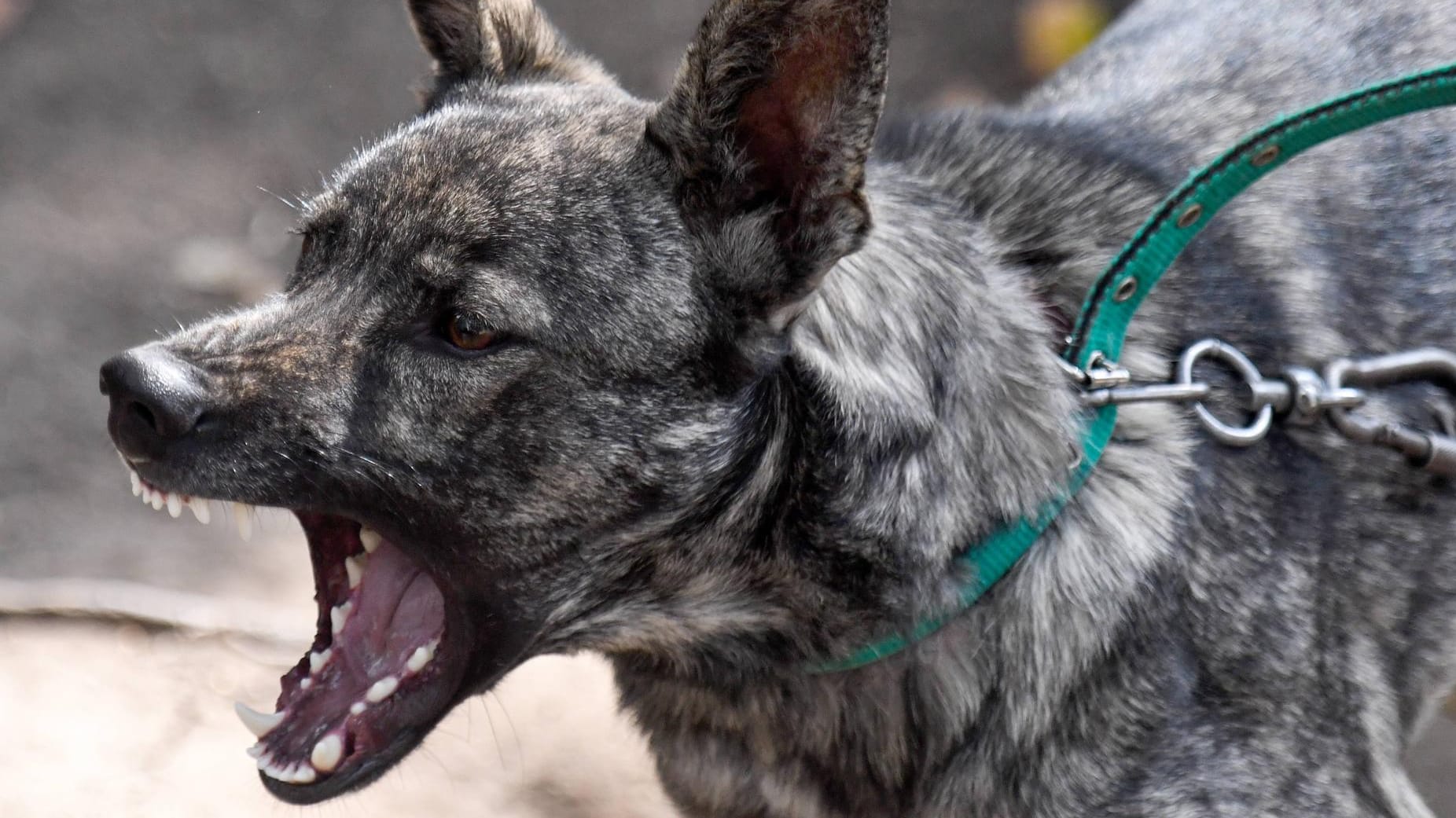 Hund mit aufgerissenem Maul: In Pinneberg hat ein Hund ein Baby attackiert. Hund mit aufgerissenem Maul: In Pinneberg hat ein Hund ein Baby attackiert.