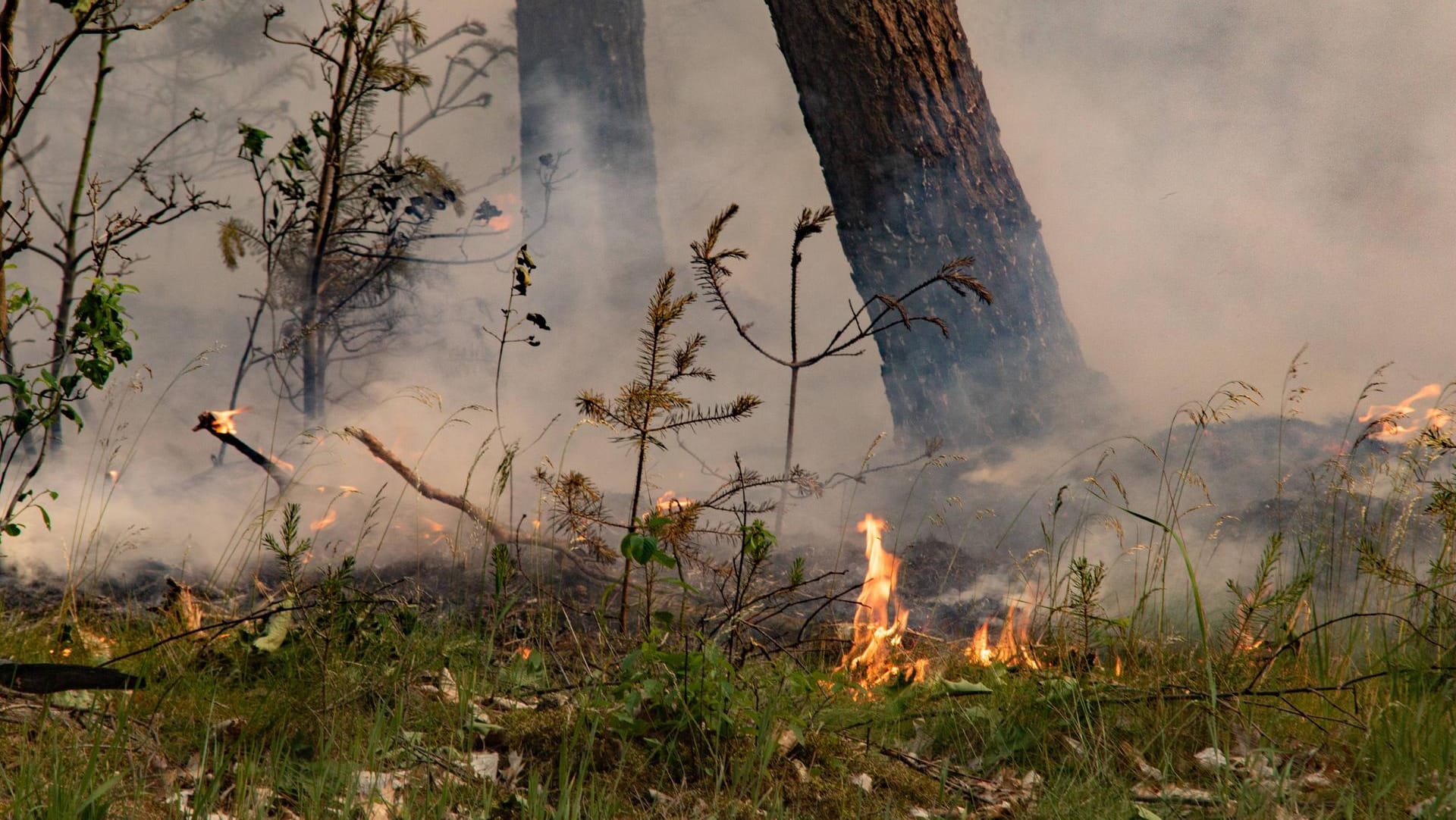 Waldbrand in Brandenburg: Der Klimawandel landet bei den Ängsten der Deutschen erst auf dem zwölften Platz.