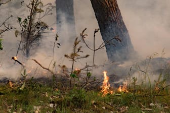 Waldbrand in Brandenburg: Der Klimawandel landet bei den Ängsten der Deutschen erst auf dem zwölften Platz.