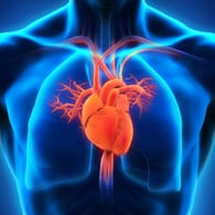 Herz-Kreislaufsystem: Anhaltender Bluthochdruck ist eine Gefahr für die Blutgefäße.