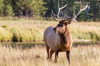 Ein Wapiti-Hirsch in freier Wildbahn: Ursprüngliche Heimat der Tiere ist Nordamerika.