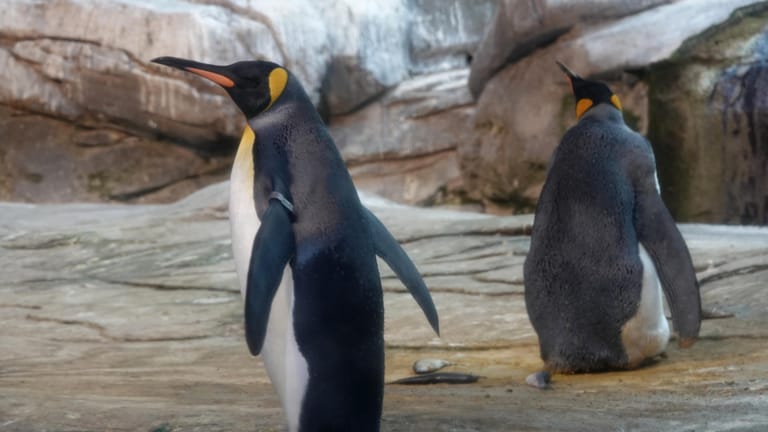 Die schwulen Königspinguine Skipper und Ping in ihrem Gehege im Zoo: Leider ist ihr adoptiertes Ei aufgeplatzt.