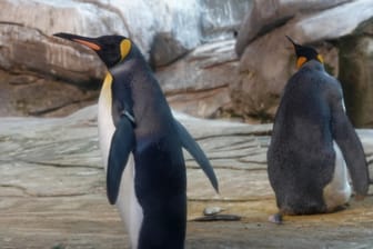 Die schwulen Königspinguine Skipper und Ping in ihrem Gehege im Zoo: Leider ist ihr adoptiertes Ei aufgeplatzt.