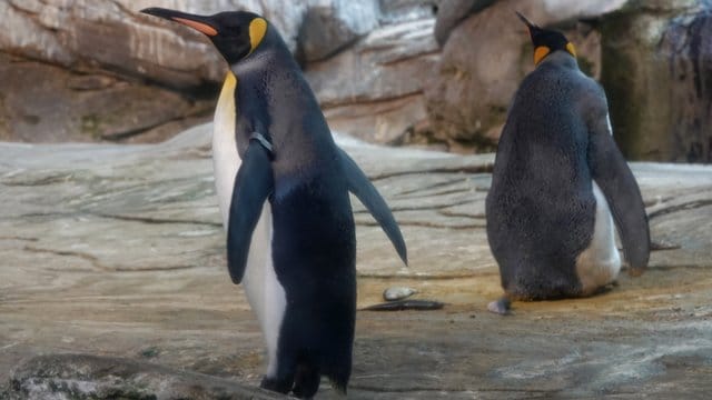 Die schwulen Königspinguine Skipper und Ping in ihrem Gehege im Berliner Tierpark.