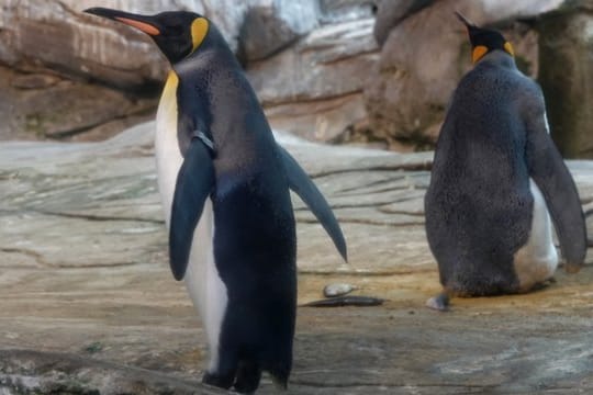 Die schwulen Königspinguine Skipper und Ping in ihrem Gehege im Berliner Tierpark.