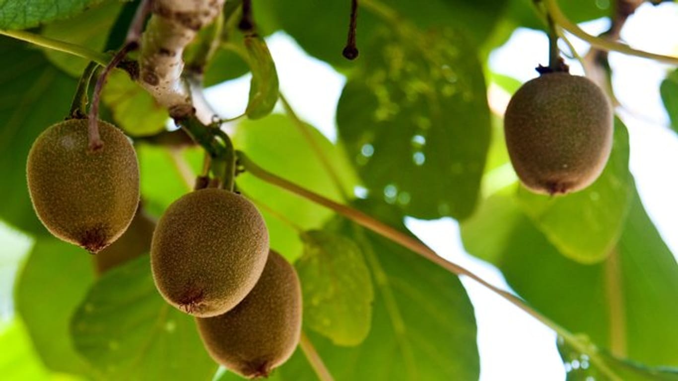 Die Kiwi-Pflanze ist auch als Chinesischer Strahlengriffel bekannt.