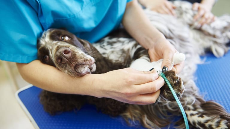 Hund beim Tierarzt: Wenn das Haustier eingeschläfert werden muss, ist das immer traurig. Doch auch hier gibt es feste Regeln.