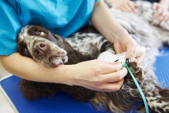 Hund beim Tierarzt: Wenn das Haustier eingeschläfert werden muss, ist das immer traurig. Doch auch hier gibt es feste Regeln.