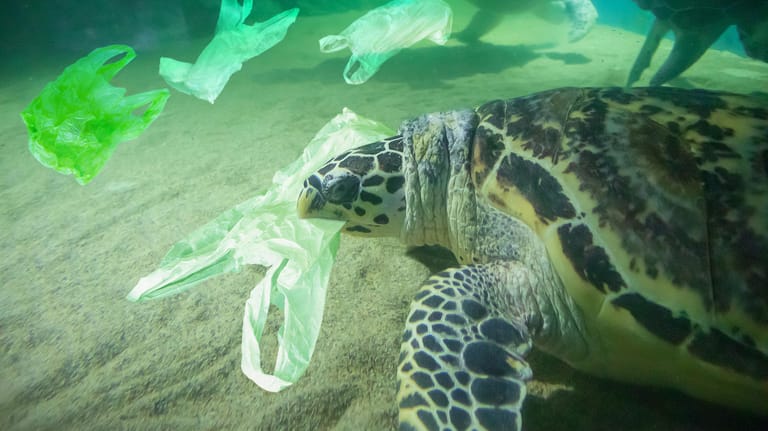 Eine Schildkröte schwimmt im Meer zwischen Plastiktüten: Schon bald könnten Plastiktüten in Deutschland per Gesetzt verboten werden.
