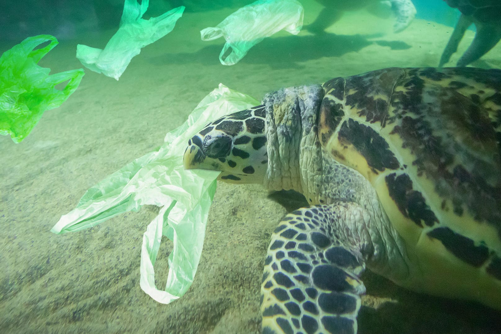 Eine Schildkröte schwimmt im Meer zwischen Plastiktüten: Schon bald könnten Plastiktüten in Deutschland per Gesetzt verboten werden.