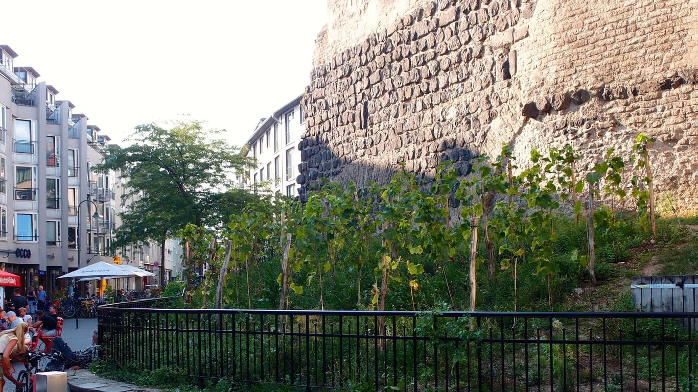 Weinreben stehen auf einer Fläche an der Severinstorburg in Köln: Direkt am Chlodwigplatz baut Eichert seinen Wein an.