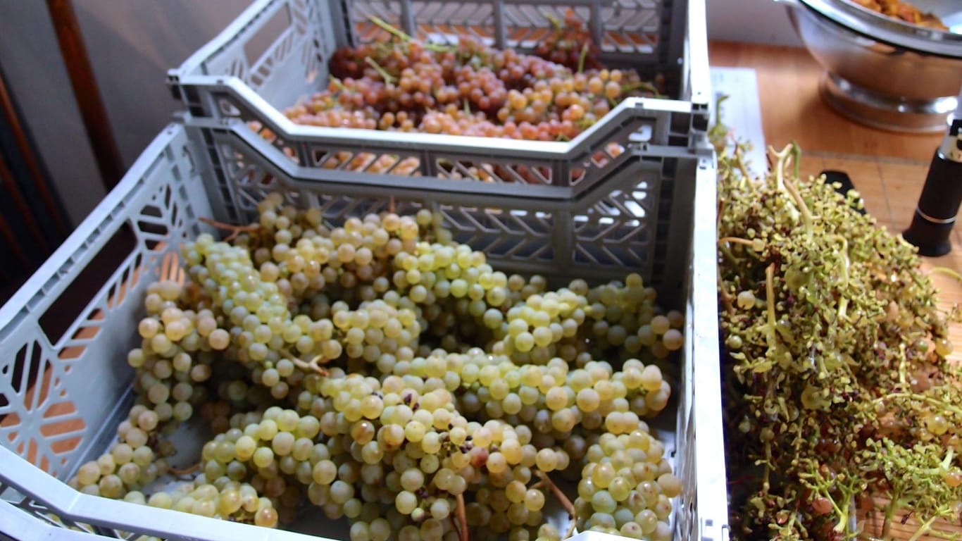 Weintrauben in Kisten: Den Wein, den Eichert aus den Trauben gewinnt, darf er nicht verkaufen.