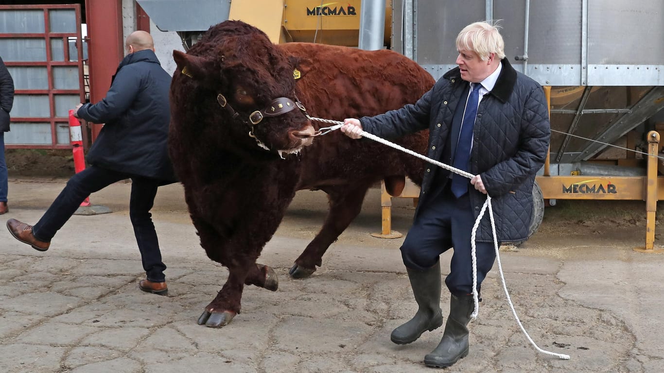 Boris Johnson hat es in Schottland mit einem Stier zu tun - auch beim Kampf um den Brexit tut er sich schwer.