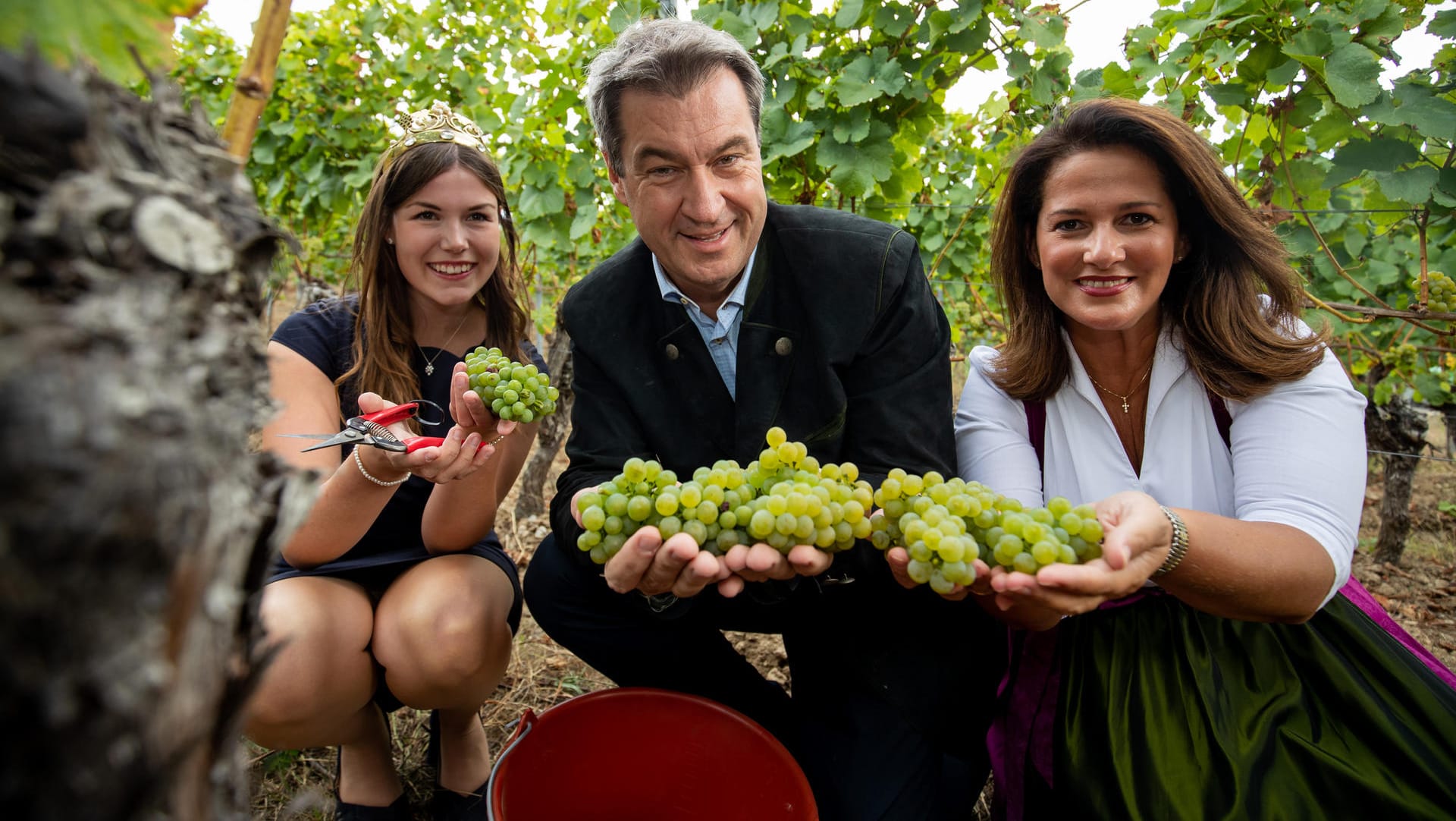 Markus Söder, Ministerpräsident von Bayern, ernten symbolisch die ersten Silvaner-Trauben zur offiziellen Eröffnung der fränkischen Weinlese: Der CDU-Chef hat Umweltpolitik zur Chefsache erklärt.