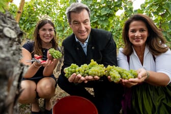 Markus Söder, Ministerpräsident von Bayern, ernten symbolisch die ersten Silvaner-Trauben zur offiziellen Eröffnung der fränkischen Weinlese: Der CDU-Chef hat Umweltpolitik zur Chefsache erklärt.