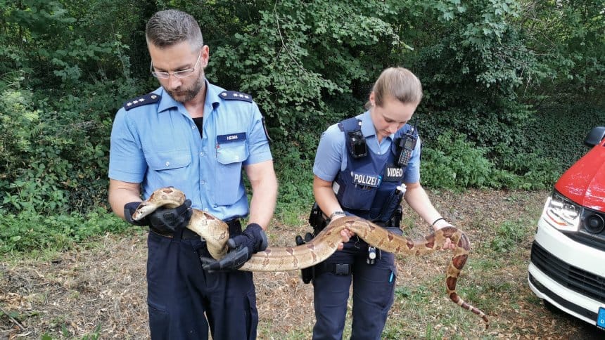 Polizeibeamte halten die gefangene Boa in Boppard.