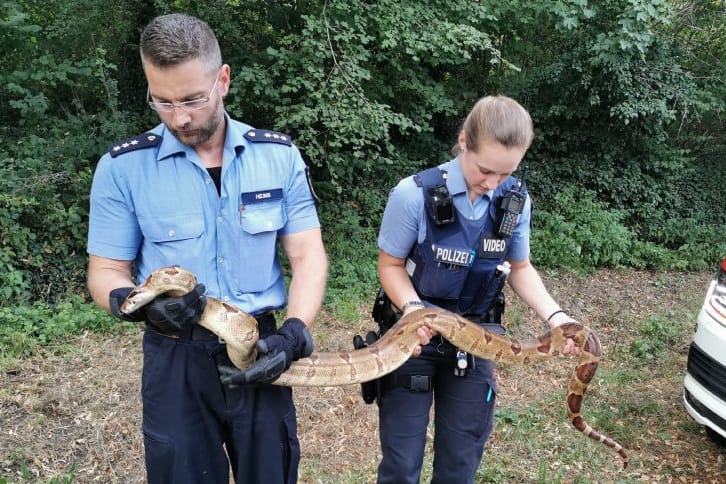 Polizeibeamte halten die gefangene Boa in Boppard.