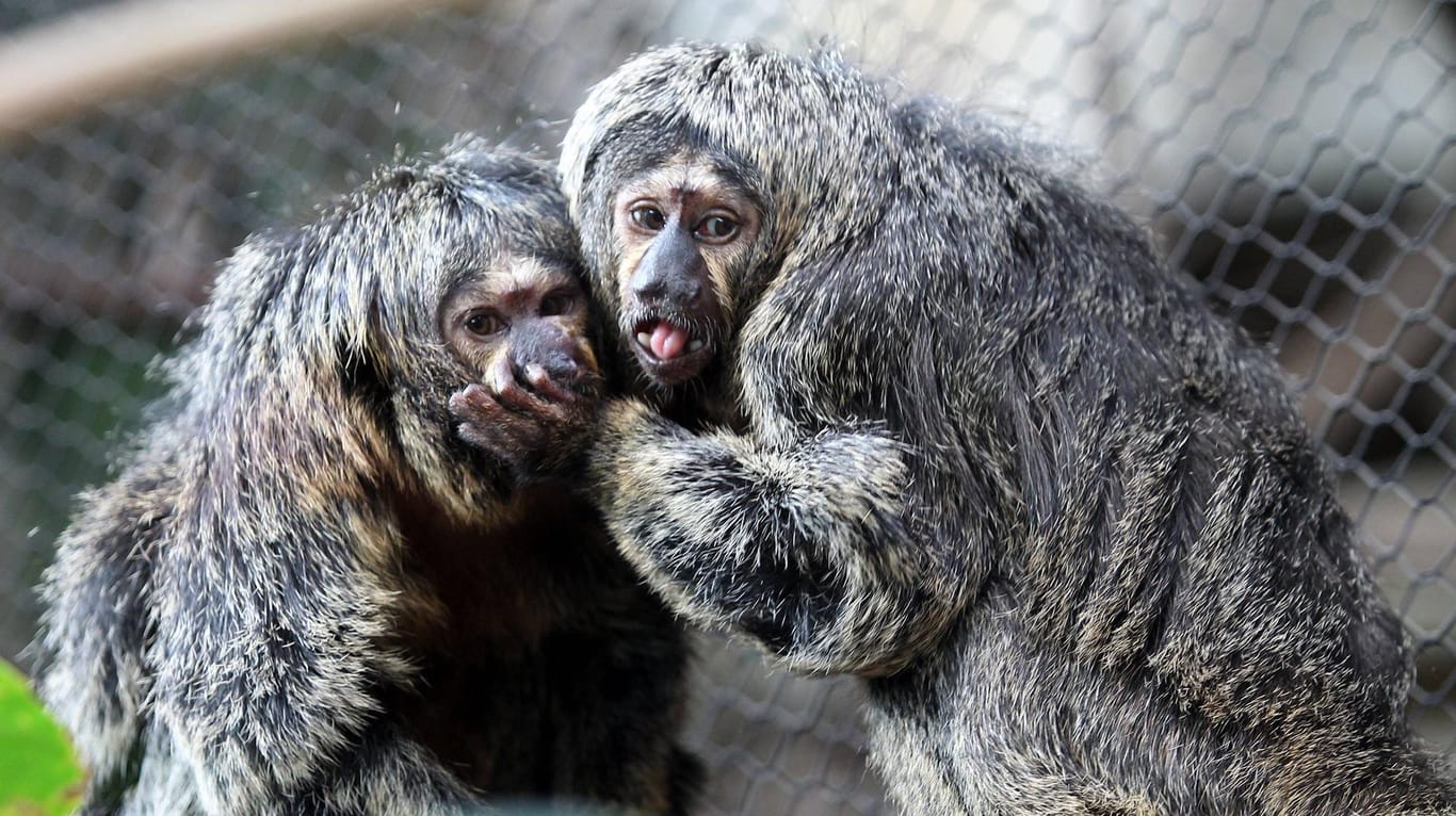 Saki-Affen im Karlsruher Zoo: KVV-Kunden müssen in dieser Woche dort keinen Eintritt zahlen.