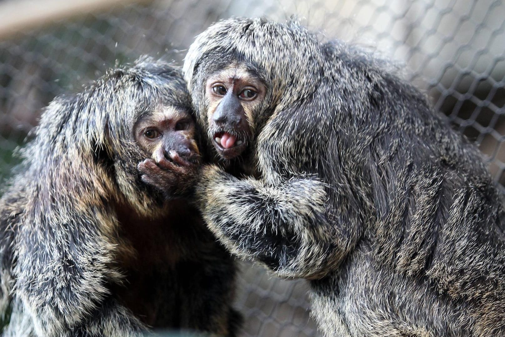 Saki-Affen im Karlsruher Zoo: KVV-Kunden müssen in dieser Woche dort keinen Eintritt zahlen.