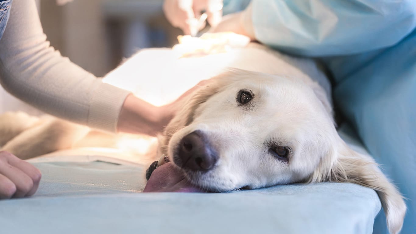 Golden Retriever beim Tierarzt: Es gibt eine Reisewarnung für Hundehalter.