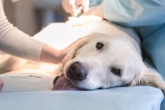 Golden Retriever beim Tierarzt: Es gibt eine Reisewarnung für Hundehalter.