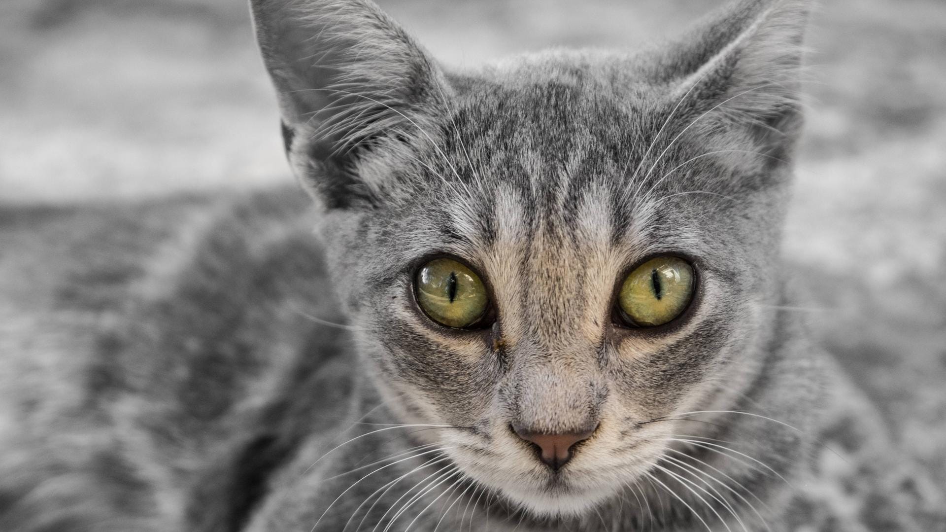 Eine Katze: In Lübeck haben Unbekannte einen Vierbeiner offenbar absichtlich eingesperrt. (Symbolbild) Eine Katze: In Lübeck haben Unbekannte einen Vierbeiner offenbar absichtlich eingesperrt. (Symbolbild)