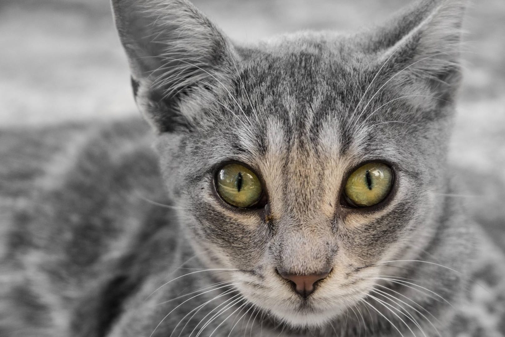 Eine Katze: In Lübeck haben Unbekannte einen Vierbeiner offenbar absichtlich eingesperrt. (Symbolbild)