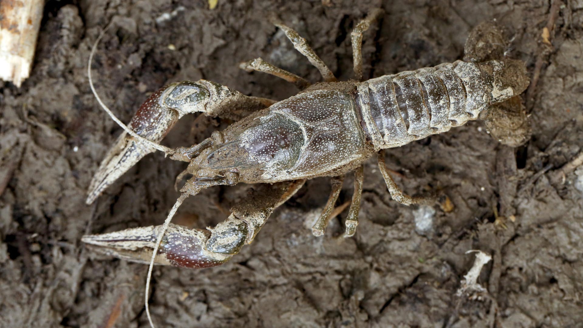 Ein Kalikokrebs: Viele invasive Arten haben sich in Deutschland angesiedelt.