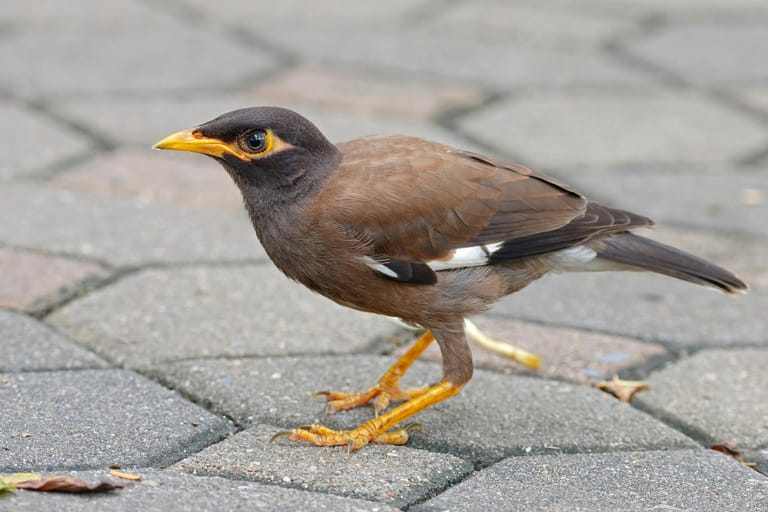 Ein Hirtenstar: Der Vogel steht seit 2019 auf der Liste der invasiven Arten der EU.